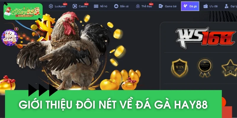 Một số thông tin nền tảng về chuyên mục đá gà