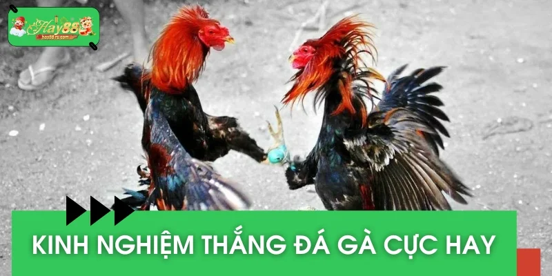 Chia sẻ bí kíp có độ hiệu quả cao hơn 90%